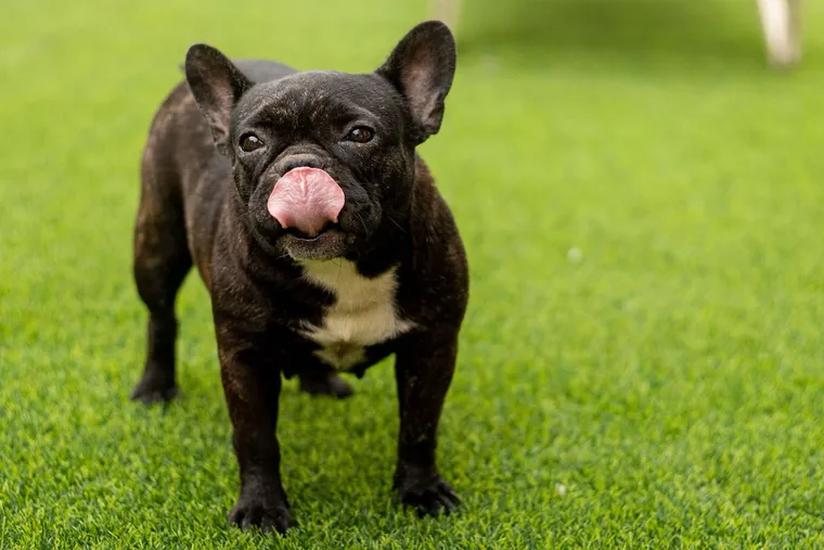 A brindle French Bulldog standing on a short, uniform green lawn.